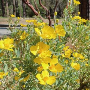 Dendromecon rigida, Tree Poppy, Bush Poppy, California Shrub, California Native Shrubs, Yellow Flowers