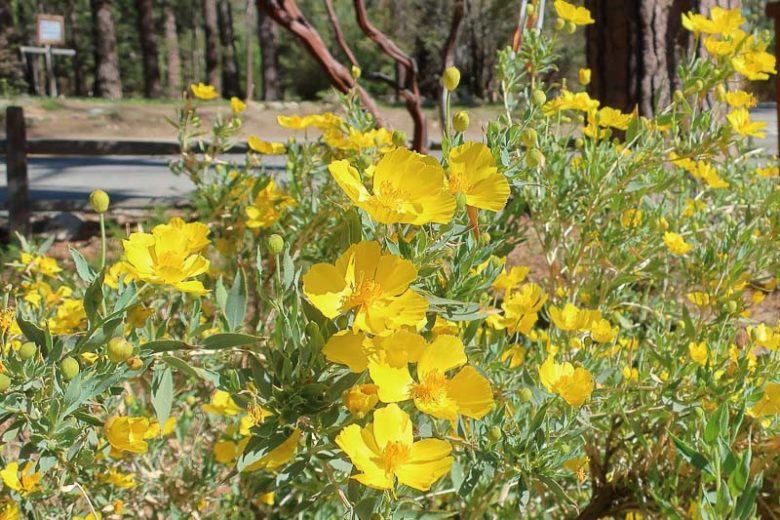 Dendromecon rigida, Tree Poppy, Bush Poppy, California Shrub, California Native Shrubs, Yellow Flowers