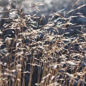 Deschampsia flexuosa, Wavy Hairgrass, Wavy Hair Grass, Common Hairgrass, Ornamental Grass, Ornamental Grasses