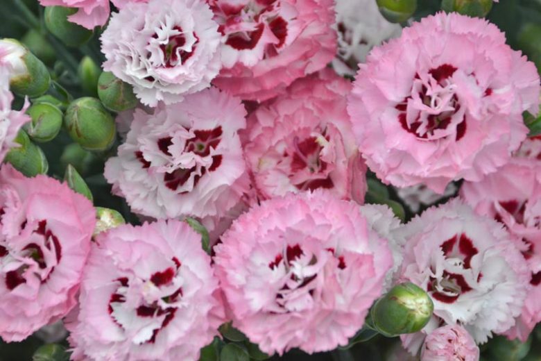 Dianthus 'Appleblossom Burst', Pink 'Appleblossom Burst', Appleblossom Burst Pink, Pretty Poppers Series, Pink Flowers, Pink Dianthus, Pink Garden Pink
