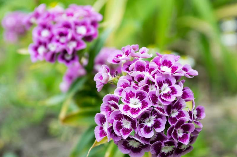 Dianthus barbatus Auricula Eyed Mixed, Sweet William Auricula Eyed Mixed, Bearded Pink Auricula Eyed Mixed, Oeillet des Poètes Auricula Eyed Mixed, perennial Sweet William, Perennial Dianthus