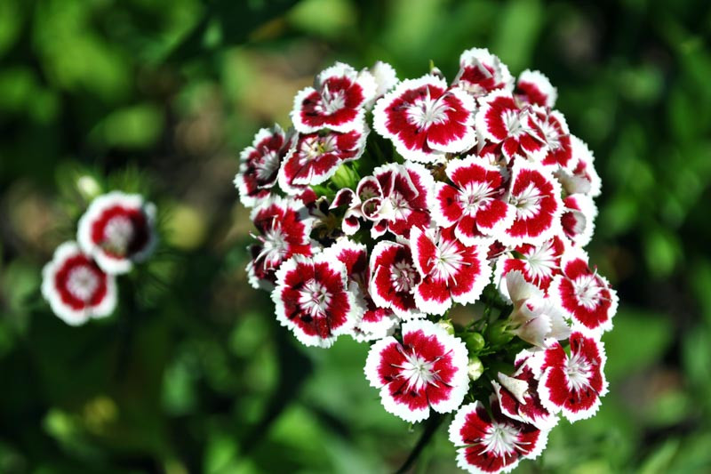 Dianthus barbatus 'Holborn Glory' (Sweet William)