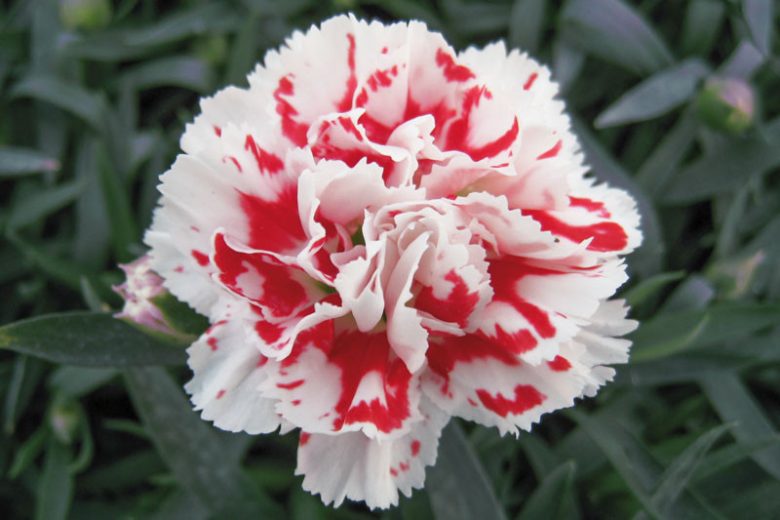 Dianthus caryophyllus 'SuperTrouper Red & White', Hardy Carnation 'SuperTrouper Red & White', Dianthus 'SuperTrouper Red & White', Perennial Carnation, Red Carnation, Red Flowers, Clove Pink 'SuperTrouper Red & White'