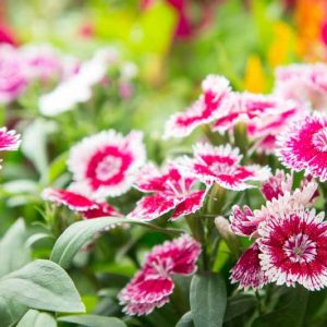 Dianthus chinensis', Chinese Pink, Rainbow Pink, Indian Pink, Perennial Pink, Perennial Dianthus
