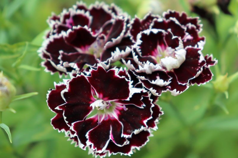 Dianthus chinensis 'Velvet 'n Lace' (Chinese Pink)