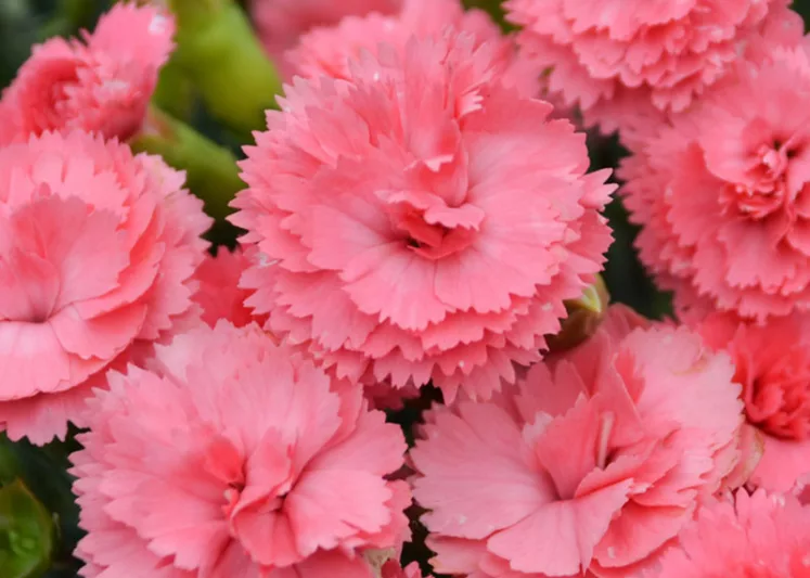 Dianthus 'Classic Coral', Pink 'Classic Coral', Classic Coral Pink, Fruit Punch Series, Coral Flowers, Coral Dianthus, Coral Garden Pink, Peach Flowers, Peach Dianthus, Peach Garden Pinks