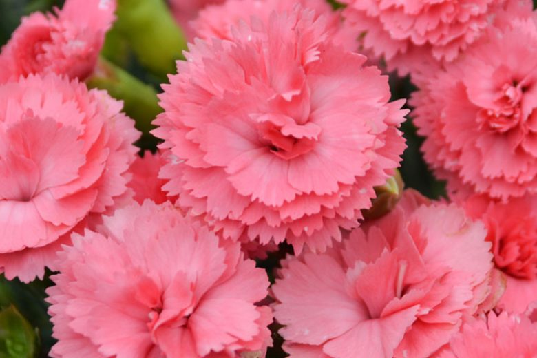 Dianthus 'Classic Coral', Pink 'Classic Coral', Classic Coral Pink, Fruit Punch Series, Coral Flowers, Coral Dianthus, Coral Garden Pink, Peach Flowers, Peach Dianthus, Peach Garden Pinks