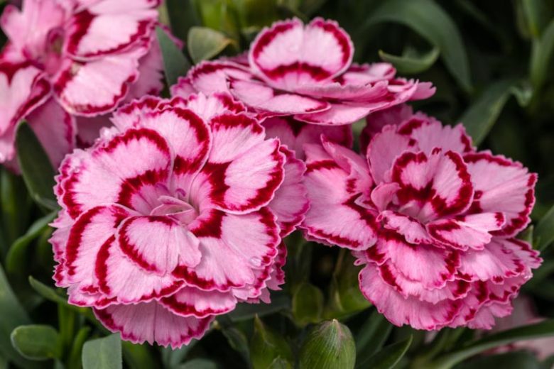 Dianthus 'Constant Beauty 'Crush Pink', Pink 'Constant Beauty 'Crush Pink', Constant Beauty Series, Pink Flowers, Pink Dianthus, Pink Garden Pink