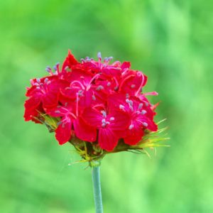 Dianthus Cruentus, Blood Pink, Field Pink, Feld Pink, Red Carnation, Red Garden Gink, perennial Sweet William, Perennial Dianthus