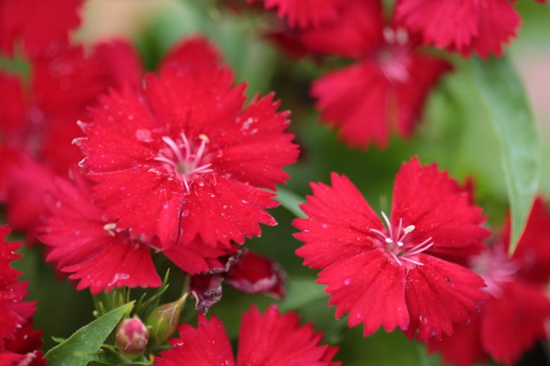 Dianthus deltoides Flashing Lights, Maiden Pink Flashing Lights, Lady's Cushion Flashing Lights, Meadow Pink Flashing Lightse, Perennial Dianthus, Evergreen perennial, Red Flowers, Red Dianthus