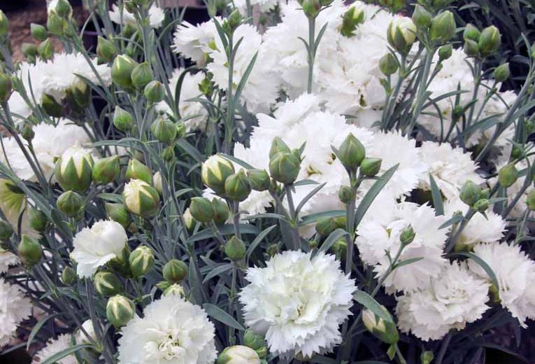 Dianthus Early Bird Frosty, Pink Early Bird Frosty, Early Bird Frosty Pink, White Flowers, White  Dianthus, White  Garden Pink