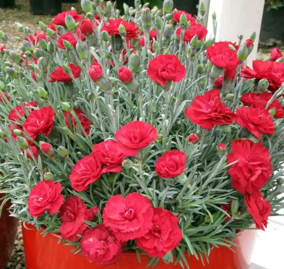 Dianthus Early Bird Radiance, Pink Early Bird Radiance, Early Bird Radiance Pink, Red Flowers, Red  Dianthus, Red  Garden Pink