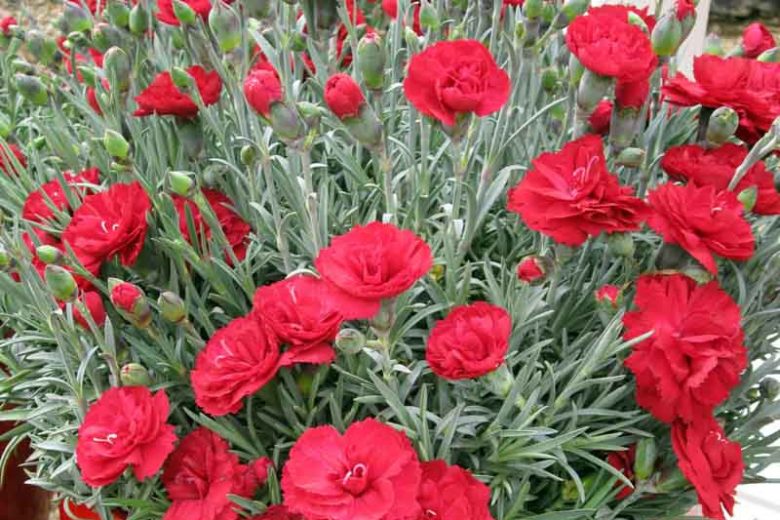 Dianthus Early Bird Radiance, Pink Early Bird Radiance, Early Bird Radiance Pink, Red Flowers, Red  Dianthus, Red  Garden Pink
