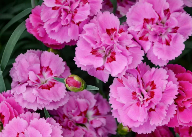 Dianthus 'Goody Gumdrops', Pink 'Goody Gumdrops', Goody Gumdrops Pink, Pretty Poppers Series, Pink Flowers, Pink Dianthus, Pink Garden Pink