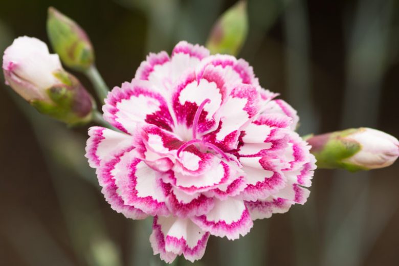 Dianthus 'Gran's Favourite', Pink 'Gran's Favourite', Bicolored Flowers, Bicolored Dianthus, White Flowers, White Dianthus, White Garden Pink