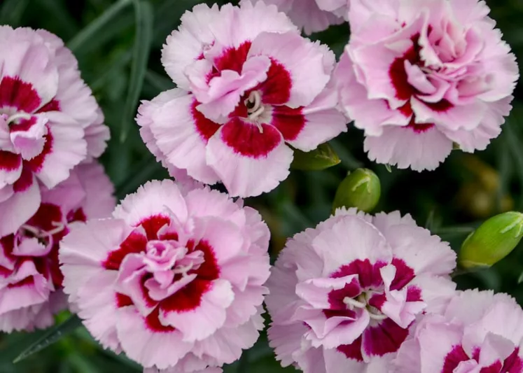 Dianthus 'Kiss and Tell', Pink 'Kiss and Tell', Kiss and Tell Pink, Pretty Poppers Series, Pink Flowers, Pink Dianthus, Pink Garden Pink, White Flowers, White Dianthus, White Garden Pink