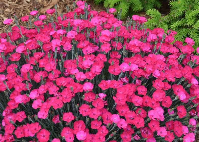 Dianthus 'Paint the Town Magenta' (Pink)