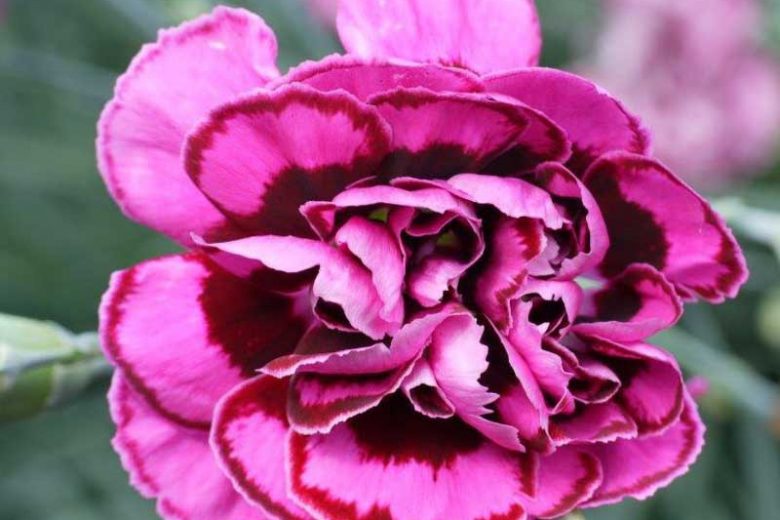 Dianthus Plumarius 'Laced Monach', Modern Pink 'Laced Monarch', Pink 'Laced Monarch', Laced Pink 'Laced Monarch', Cottage Pink 'Laced Monach' , Pink Garden Pink, perennial Sweet William, Perennial Dianthus