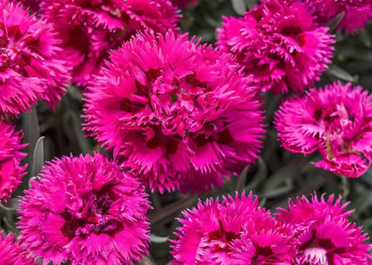 Dianthus 'Spiked Punch', Pink 'Spiked Punch', Spiked Punch Pink, Fruit Punch Series, Pink Flowers, Pink Dianthus, Pink Garden Pink, Red Flowers, Red Dianthus, Red Garden Pinks