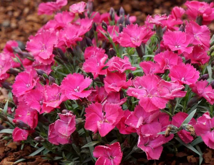 Dianthus 'Vivid Bright Light, Pink 'Vivid Bright Light', Dianthus 'Uribest52',  Pink Dianthus