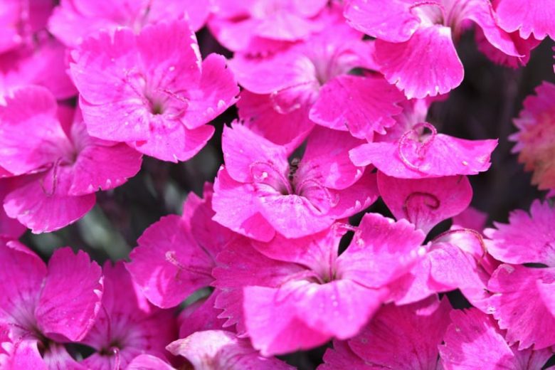 Dianthus 'Whatfield Magenta', Pink 'Whatfield Magenta', Pink Flowers, Pink Dianthus, Pink Garden Pink, Pink Groundcover