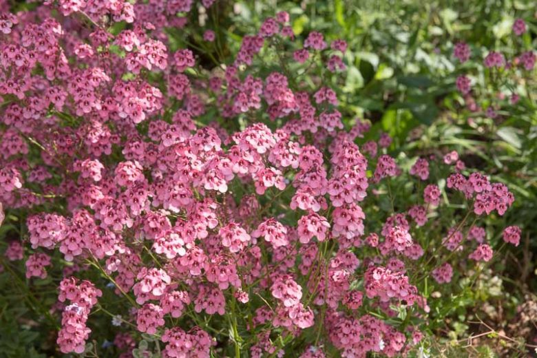 Diascia rigescens, Stiff Twinspur, Pink Flowers, Pink Perennials
