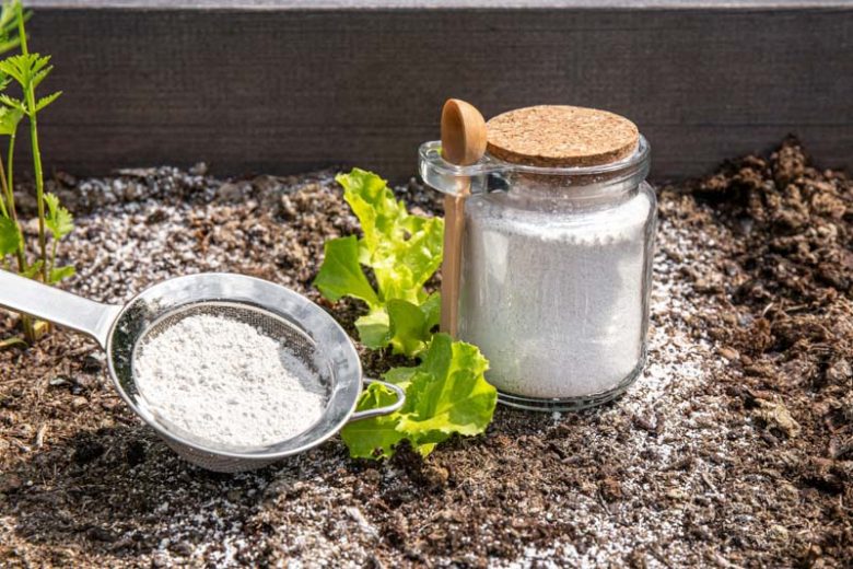 Diatomaceous Earth Get Rid of Bugs Organically