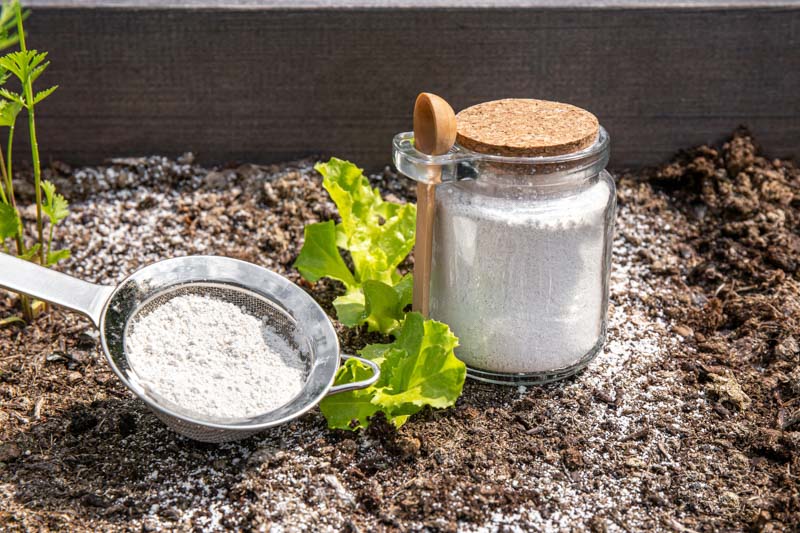 Diatomaceous Earth: Get Rid of Bugs Organically - Gardenia.net
