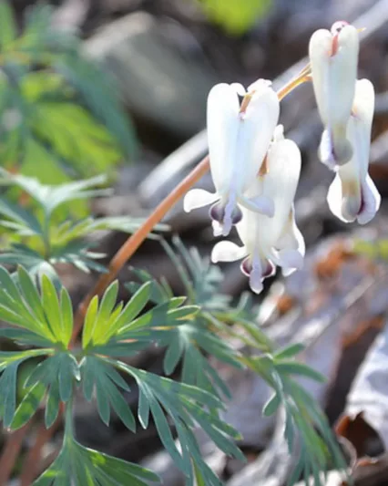 Dicentra canadensis, Squirrel Corn, Bicuculla canadensis, White Flowers, Shade Perennial