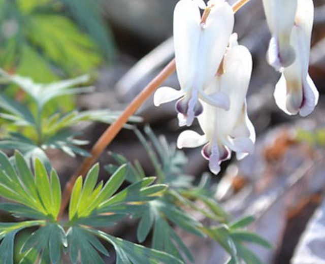 Dicentra canadensis, Squirrel Corn, Bicuculla canadensis, White Flowers, Shade Perennial