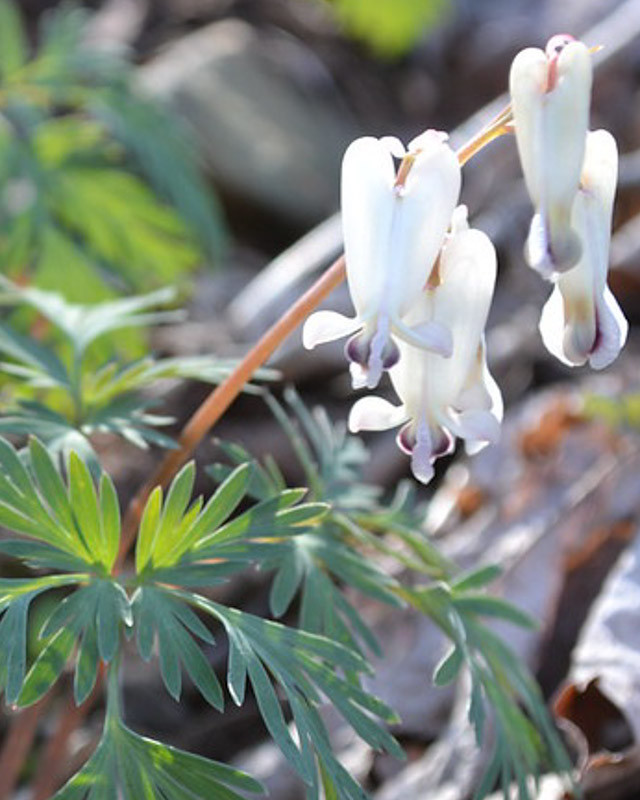 Dicentra canadensis (Squirrel Corn)