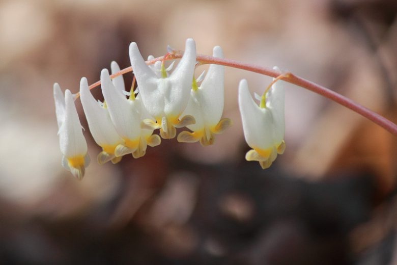 Dicentra cucullaria, Dutchman's Breeches, Bicuculla cucullaria, Dicentra cucullaria var. occidentalis, Dicentra occidentalis, White Flowers, Shade Perennial