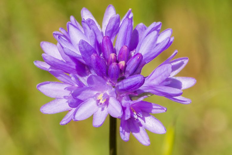 Dichelostemma congestum, Ookow, Fork-Toothed Ookow, Spring Bulbs, Spring Flowers, Purple flowers