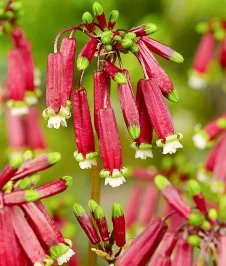 Dichelostemma ida-maia, Firecracker Flower, Crimson Californian Hyacinth, Crimson Satin Flower, Floral Firecracker, Vegetable Firecracker, Red flowers