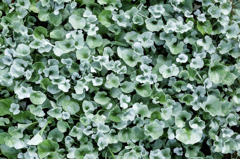 Dichondra argentea 'Silver Falls' (Silver Nickel Vine)