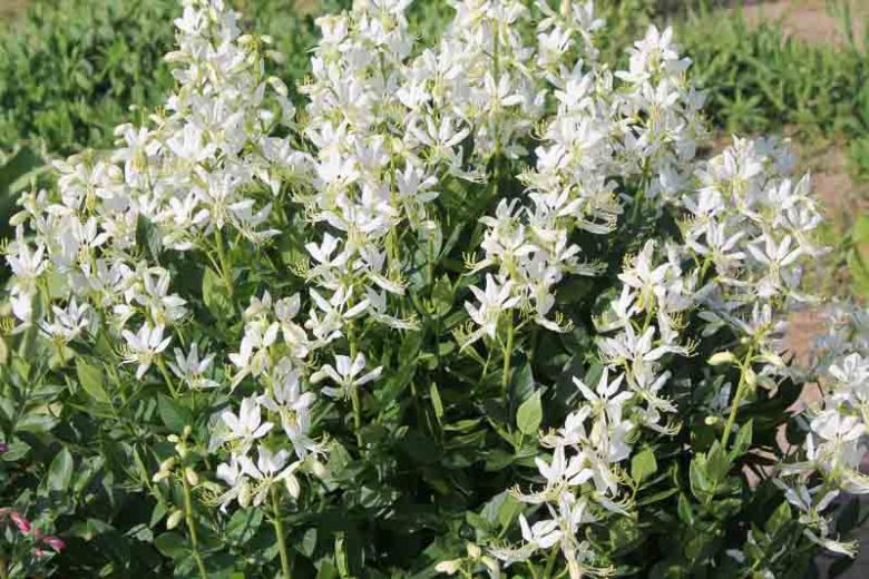 Dictamnus albus 'Albiflorus', Dittany, Gas Plant, Burning Bush, White Flowers