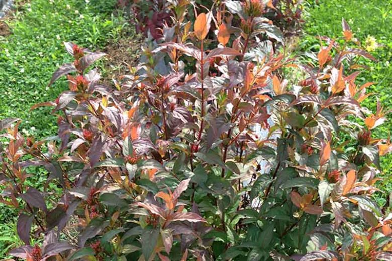 Diervilla Kodiak® Red, Bush Honeysuckle, Diervilla splendens, Diervilla, Yellow flowers