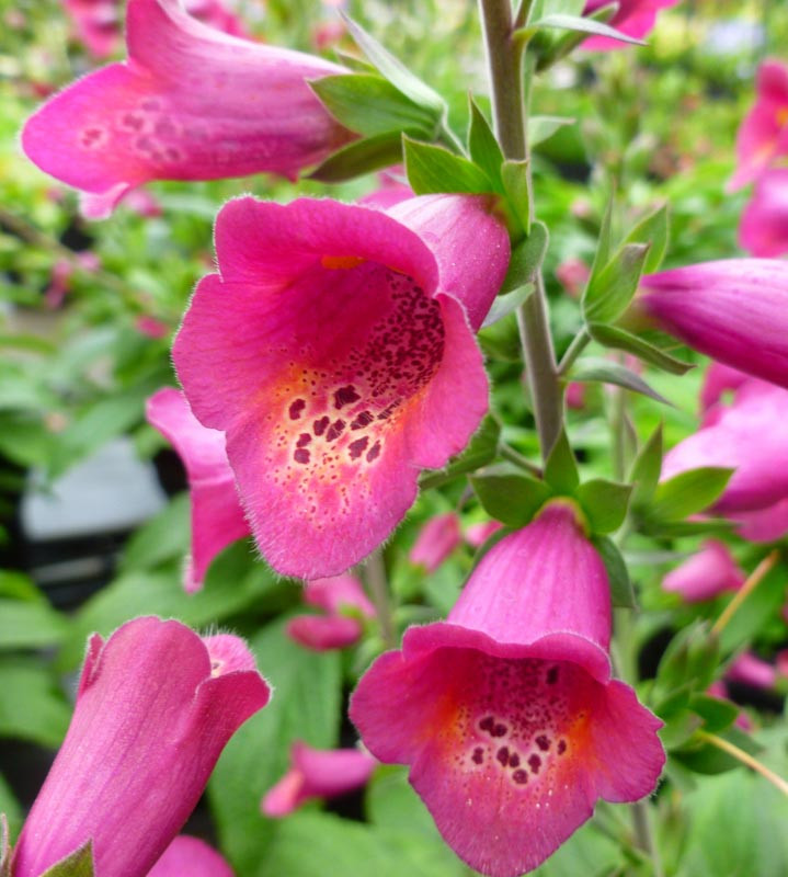Digitalis x valinii Foxlight Plum Gold (Foxglove)