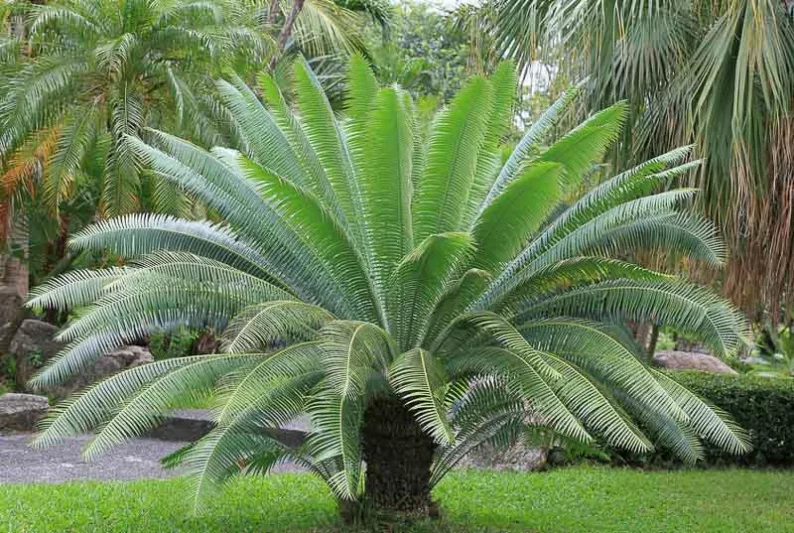 Dioon spinulosum, Gum Palm, Giant Dioon, Mexican Dioon, Drought tolerant Palm