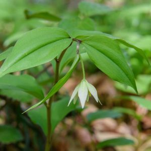 Disporum smilacinum, Japanese Fairy Bells, Shade Perennials, White Flowers