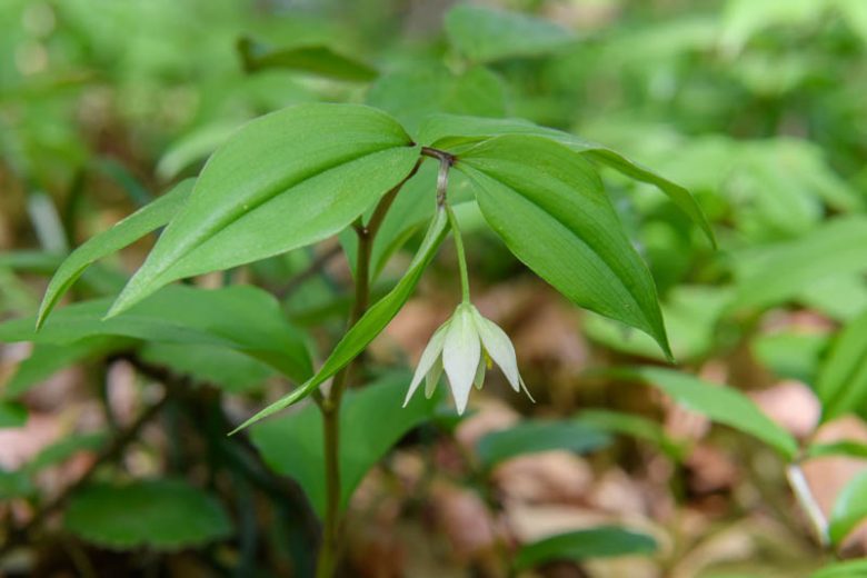 Disporum smilacinum, Japanese Fairy Bells, Shade Perennials, White Flowers
