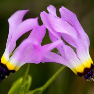 Dodecatheon clevelandii, Padre's Shooting Star, Padre's Shootingstar, Primula clevelandii, California Native Perennial, California Native plants, Purple Flowers