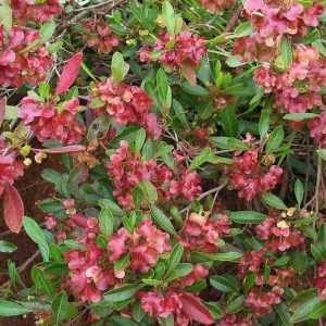 Dodonaea viscosa, Florida Hopbush, Hopseed Bush, Switch Sorrel, Varnish Leaf, Hopbush, Chapoliztle, Casol, Akeake, Dodonaea cuneata