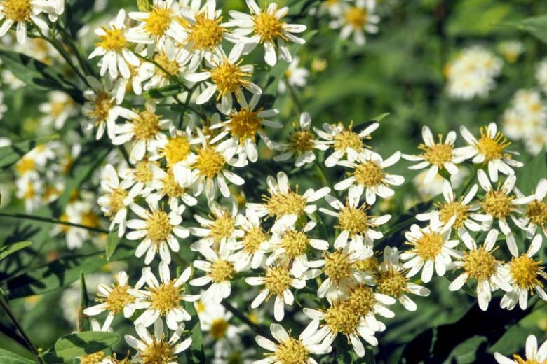 Doellingeria umbellata, Parasol Whitetop, Flat-Topped White Aster, Aster umbellatus, Fall perennials, Fall Flowers, White Asters