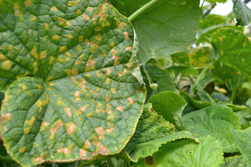Downy Mildew Guide