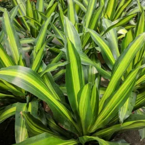 Dracaena fragrans Massangeana, Corn Plant 'Corn Plant',  Drought tolerant shrub, drought tolerant tree