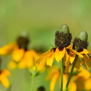 Dracopis amplexicaulis, Clasping Coneflower, Clasping-leaf Coneflower, Rudbeckia amplexicaulis, Coneflower, Coneflowers, Yellow flowers, Yellow Perennials