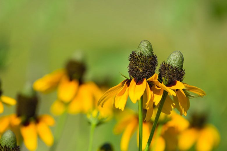 Dracopis amplexicaulis, Clasping Coneflower, Clasping-leaf Coneflower, Rudbeckia amplexicaulis, Coneflower, Coneflowers, Yellow flowers, Yellow Perennials