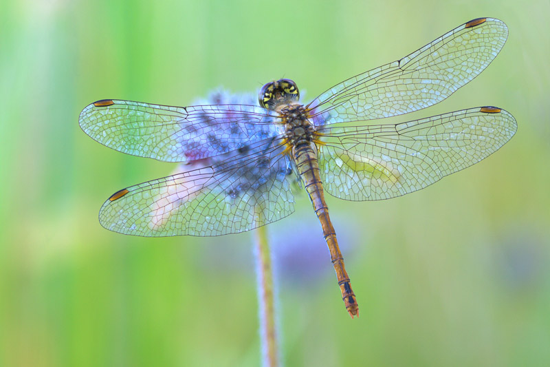 dragonflies nike