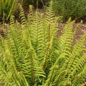 Dryopteris affinis, Golden Shield Fern, Scaly Male Fern, Golden-Scaled Male Fern, Golden Male Fern, Dryopteris pseudomas